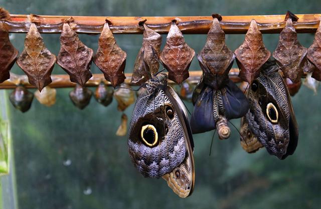 Butterfly House at Hagaparken